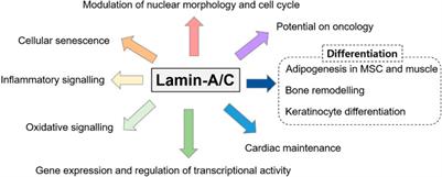 Overview of cellular homeostasis-associated nuclear envelope lamins and associated input signals